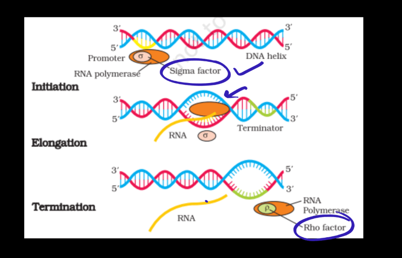 Transcription - Process, Unit, RNA Polymerase, Types of RNA_24.1
