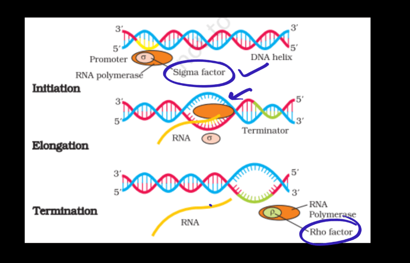 Transcription - Process, Unit, RNA Polymerase, Types of RNA