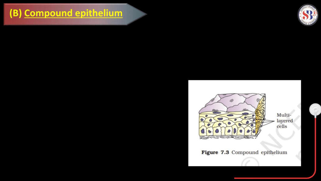 Epithelial Tissue - Definition, Types, Structure, Functions_12.1