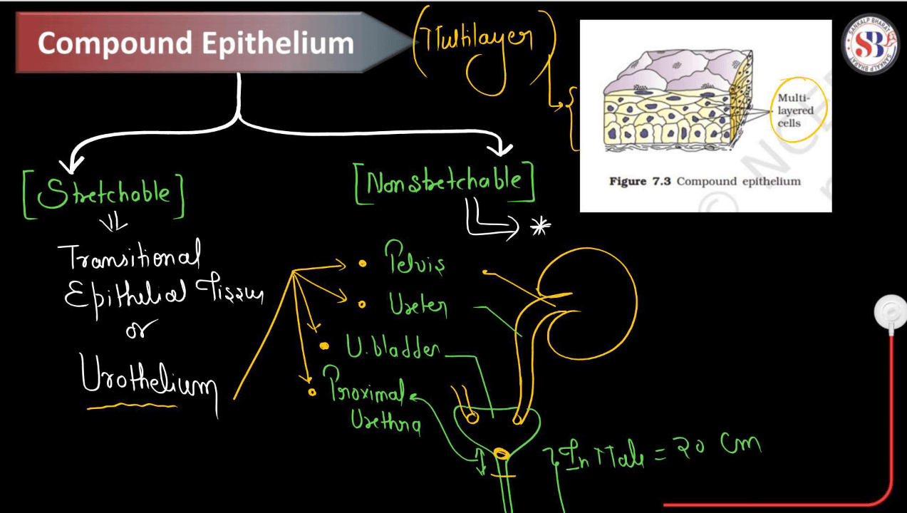 Epithelial Tissue - Definition, Types, Structure, Functions_13.1