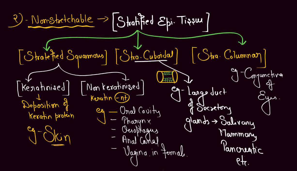 Epithelial Tissue - Definition, Types, Structure, Functions_14.1