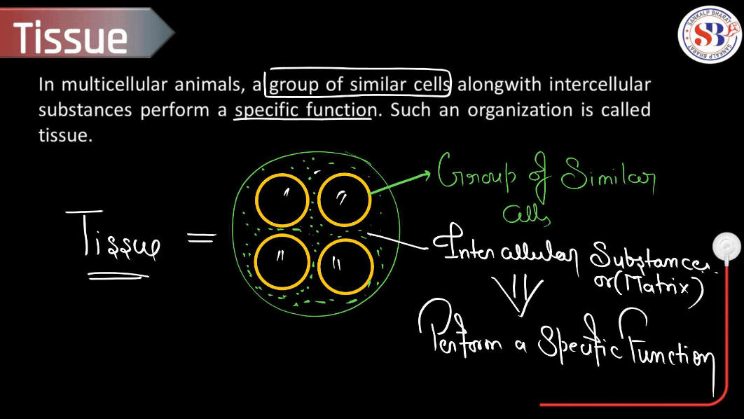 Epithelial Tissue - Definition, Types, Structure, Functions_3.1