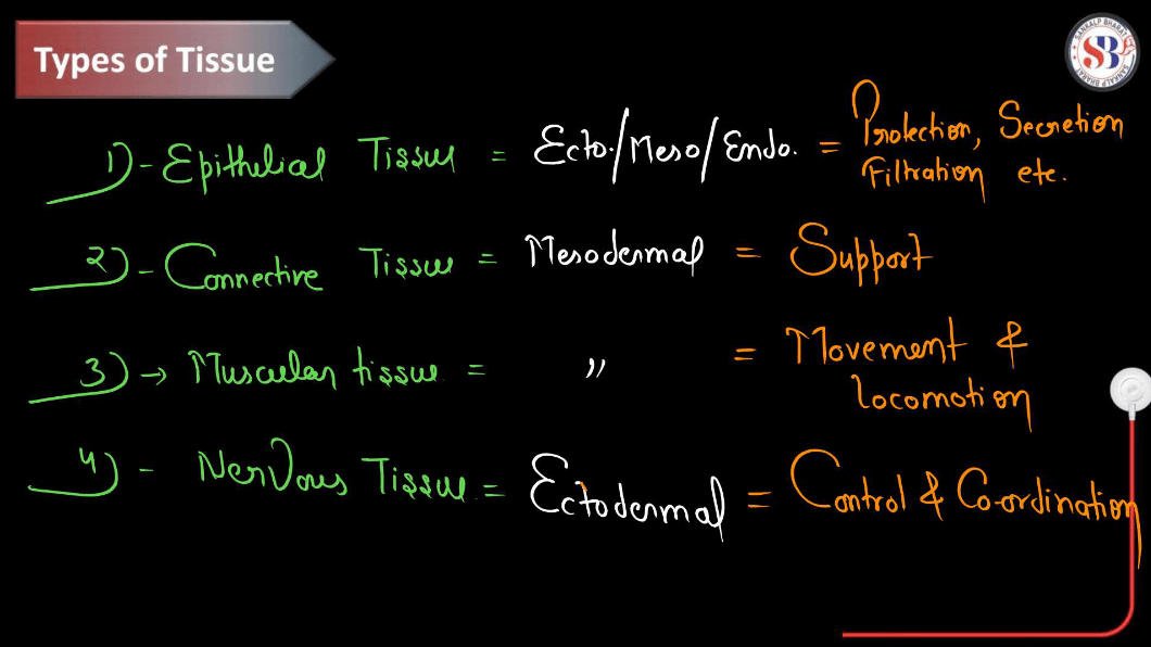 Epithelial Tissue - Definition, Types, Structure, Functions_4.1