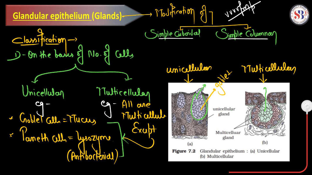 Epithelial Tissue - Definition, Types, Structure, Functions_10.1