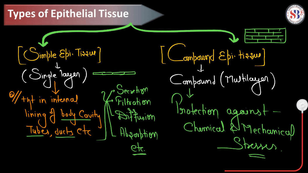 Epithelial Tissue - Definition, Types, Structure, Functions_6.1