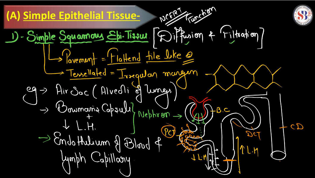 Epithelial Tissue - Definition, Types, Structure, Functions_7.1