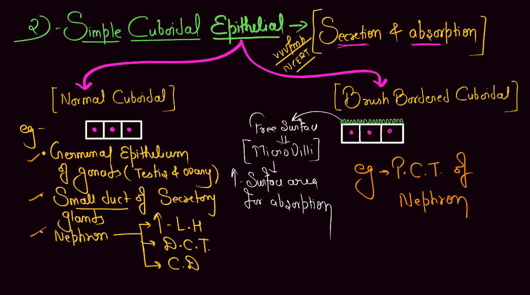 Epithelial Tissue - Definition, Types, Structure, Functions_8.1