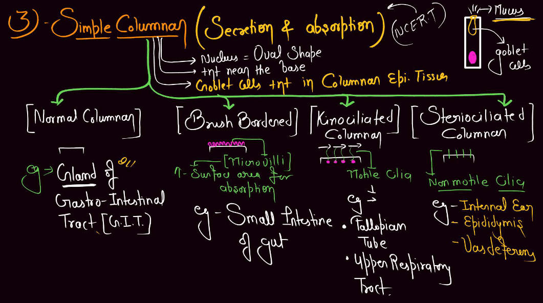 Epithelial Tissue - Definition, Types, Structure, Functions_9.1