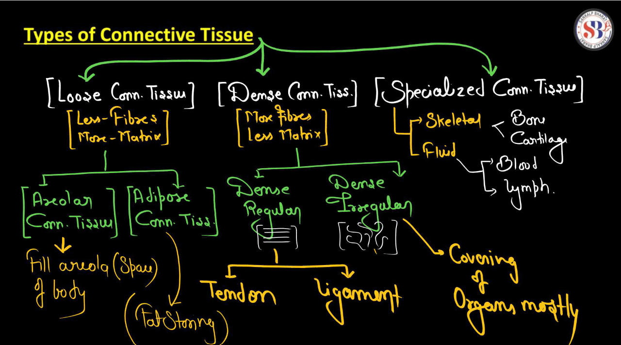 Connective Tissue - Definition, Types, Function and Examples_4.1