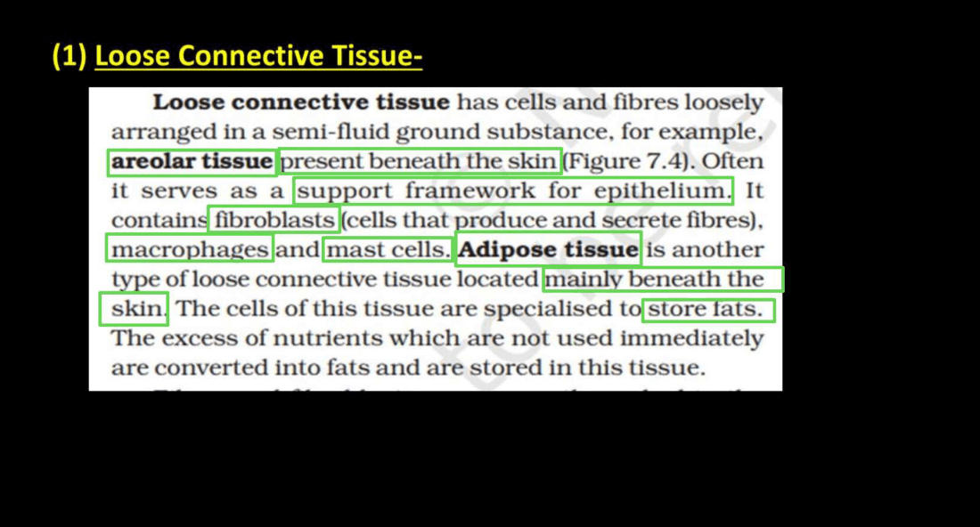 Connective Tissue - Definition, Types, Function and Examples_5.1