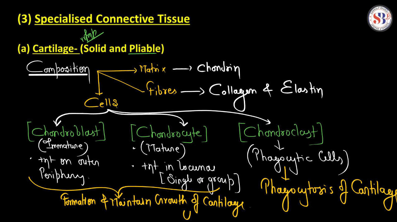 Connective Tissue - Definition, Types, Function and Examples_8.1