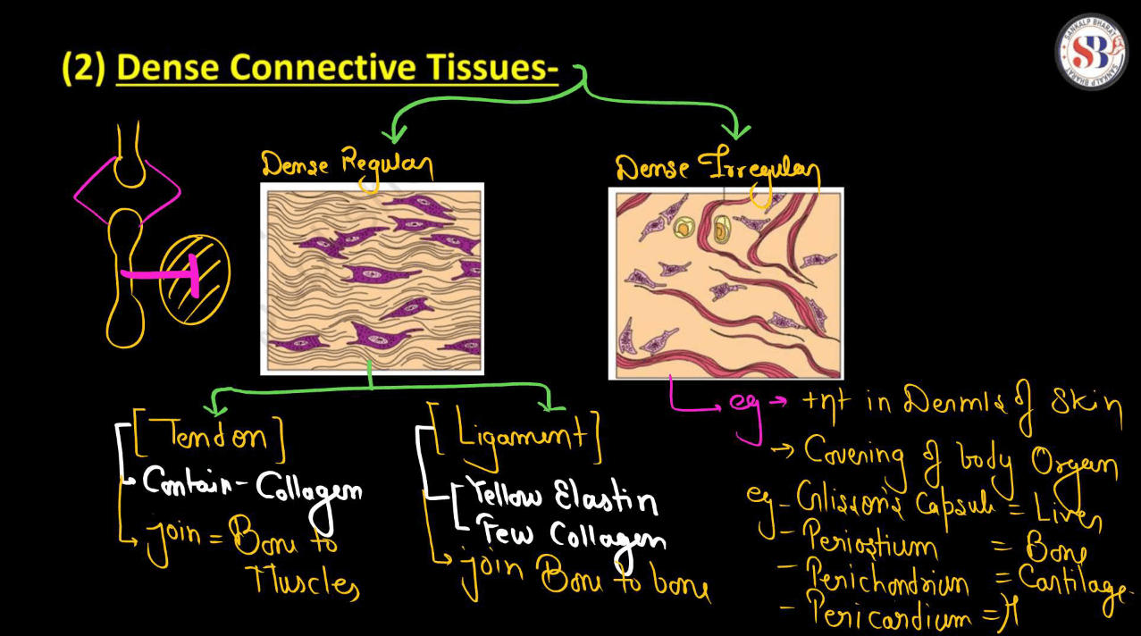 Connective Tissue - Definition, Types, Function and Examples_7.1