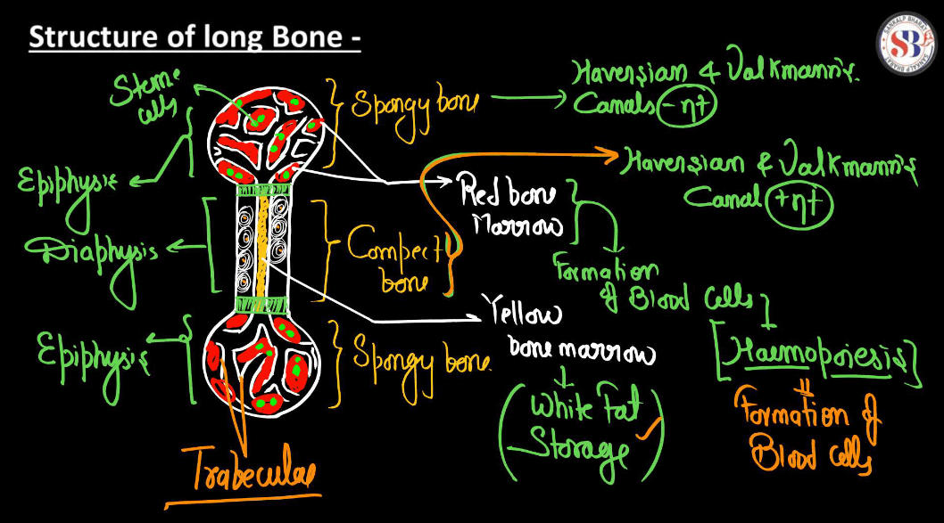 Connective Tissue - Definition, Types, Function and Examples_13.1