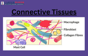 connective tissues