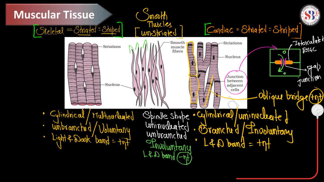 Cockroach Structure - Anatomy, Muscular and Nervous Tissue_3.1