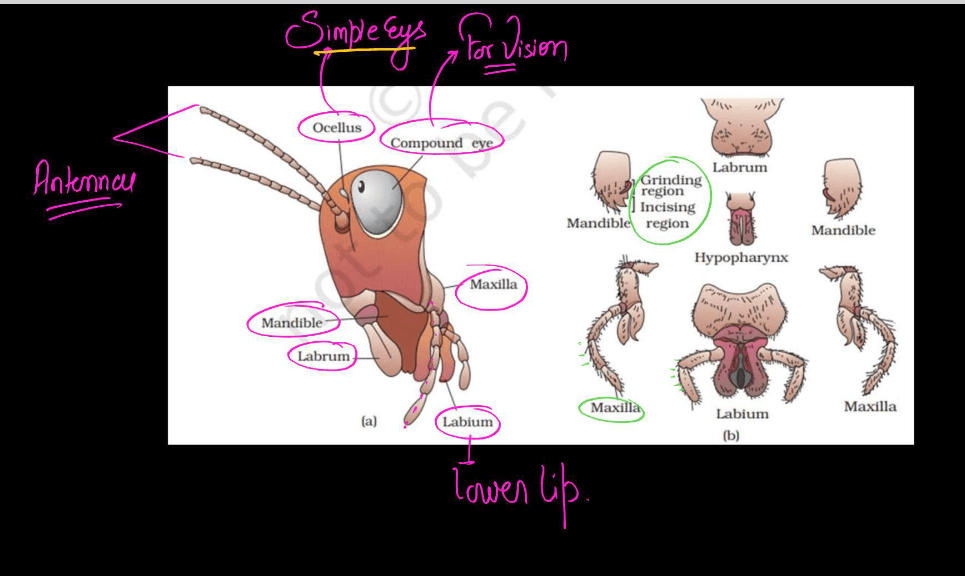 Cockroach Structure - Anatomy, Muscular and Nervous Tissue_11.1