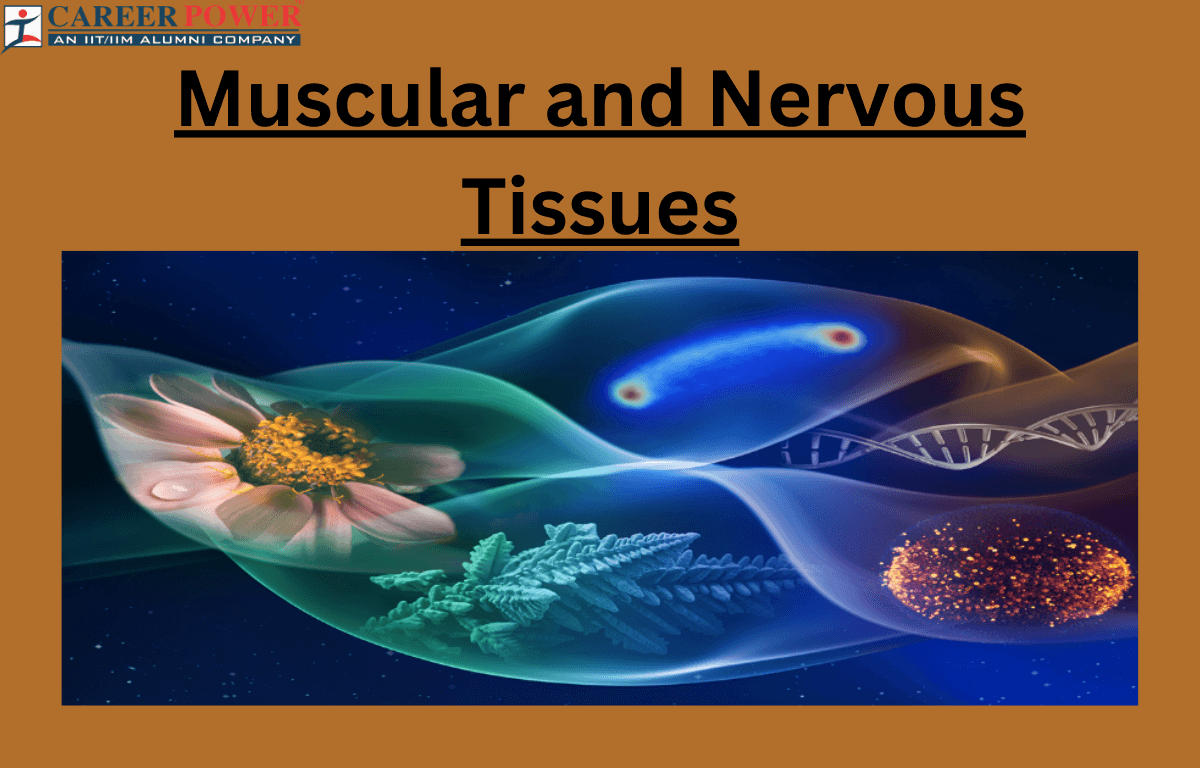 muscular tissues