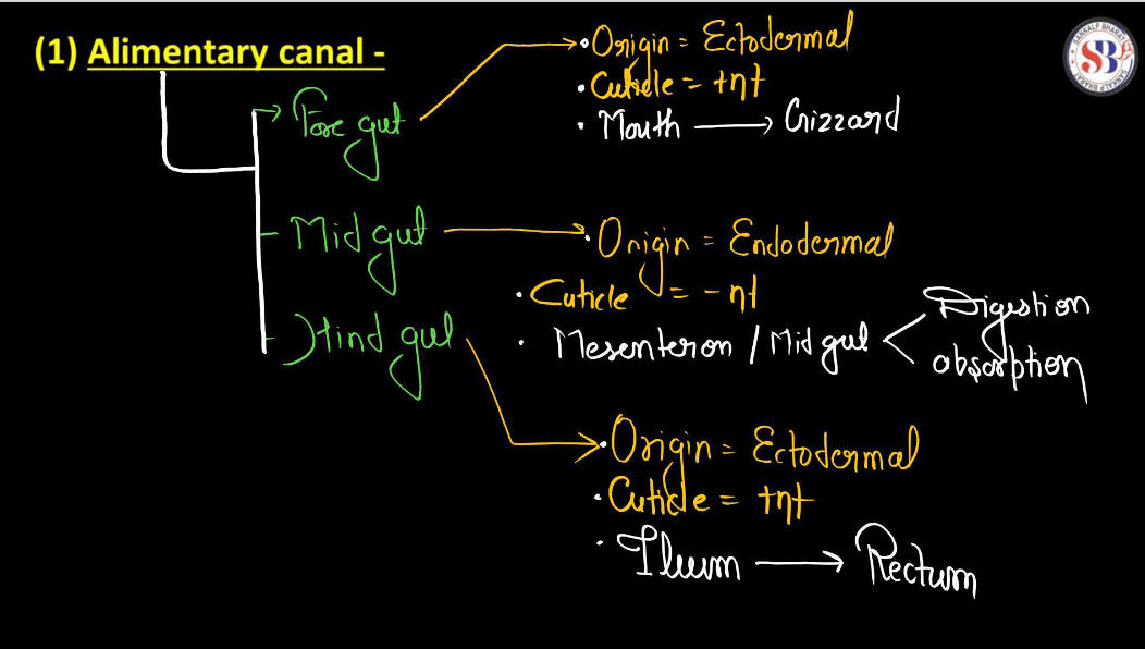 Anatomy of Cockroach Class 11 Biology NCERT Notes_4.1