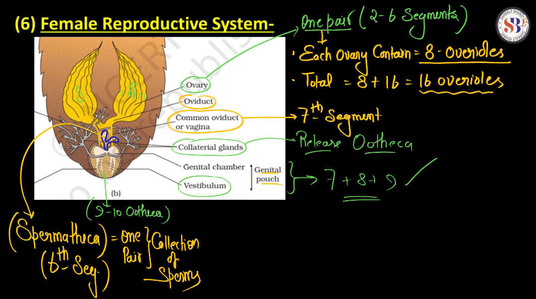 Anatomy of Cockroach Class 11 Biology NCERT Notes_14.1
