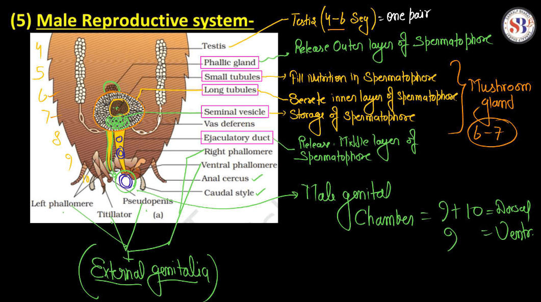 Anatomy of Cockroach Class 11 Biology NCERT Notes_13.1