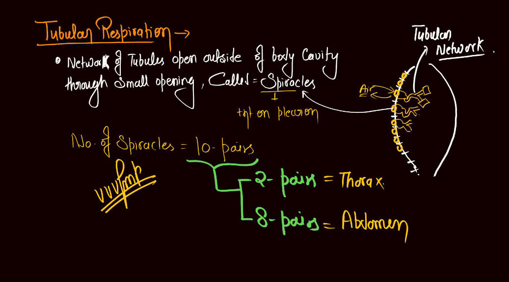 Anatomy of Cockroach Class 11 Biology NCERT Notes_9.1