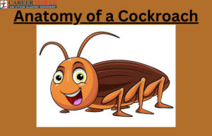 anatomy of a cockroach