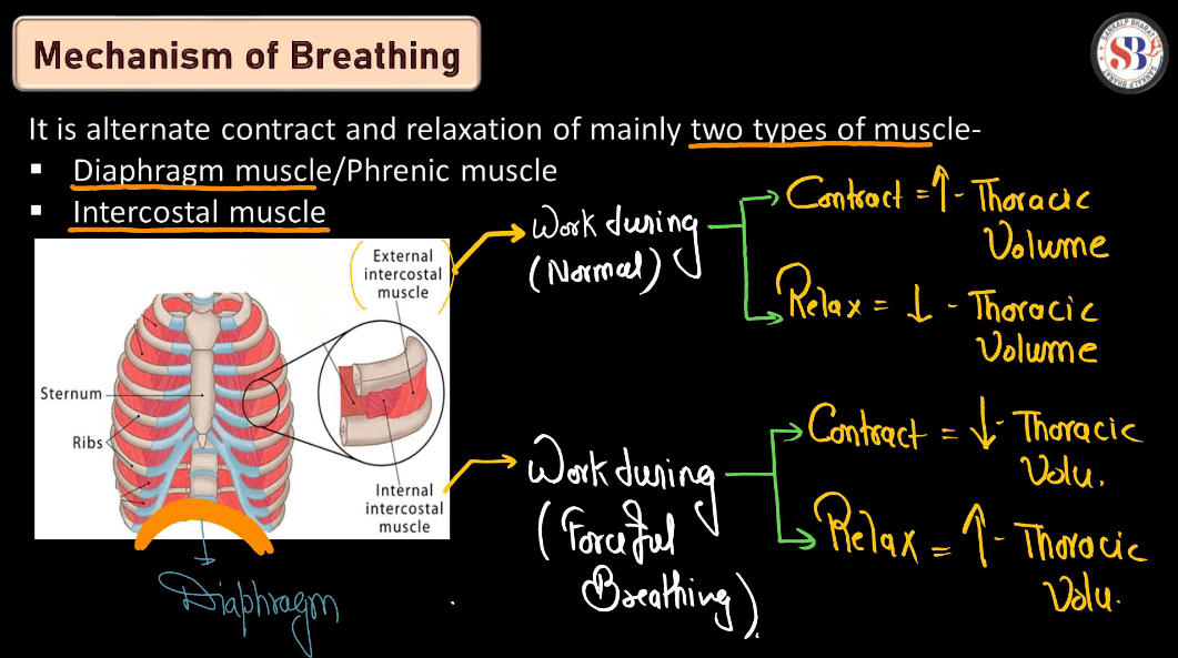 Mechanism of Breathing - Process of Inspiration and Expiration_3.1