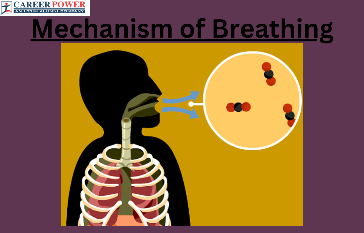 mechanism of breathing