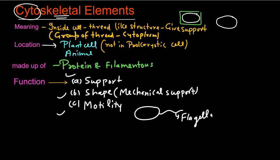 Cytoskeleton - Definition, Types, Structure and Functions_3.1