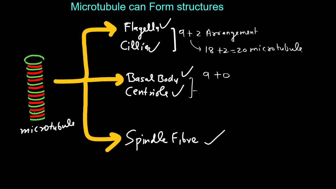 Cytoskeleton - Definition, Types, Structure and Functions_7.1