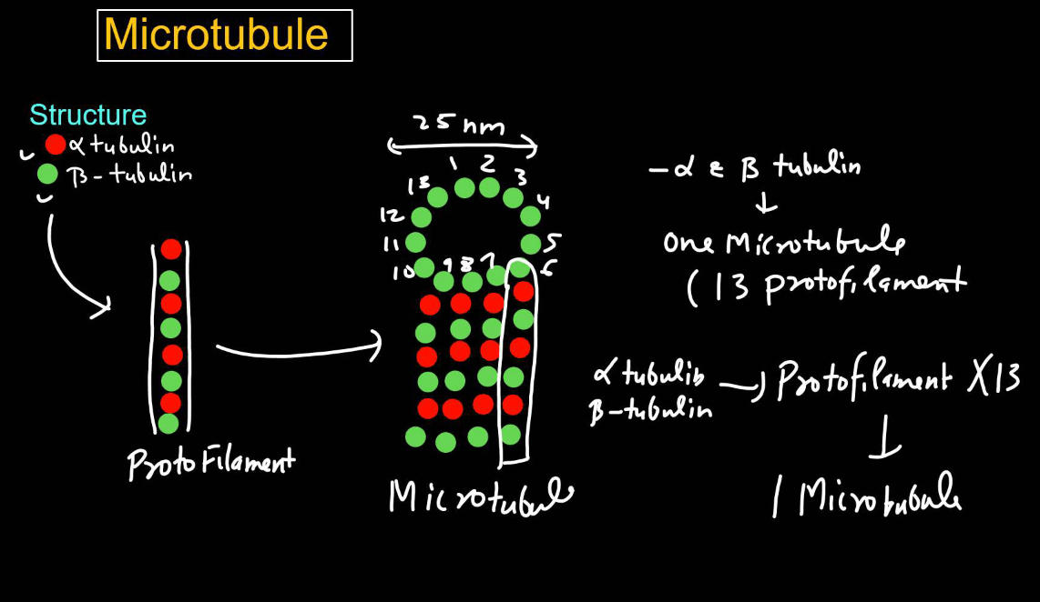Cytoskeleton - Definition, Types, Structure and Functions_6.1