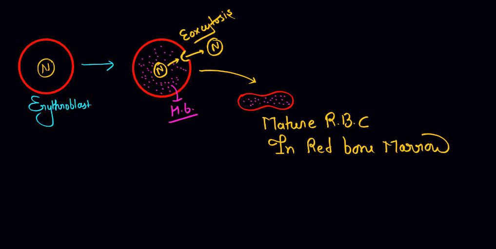 Blood - Definition, its Components, and Functions_110.1