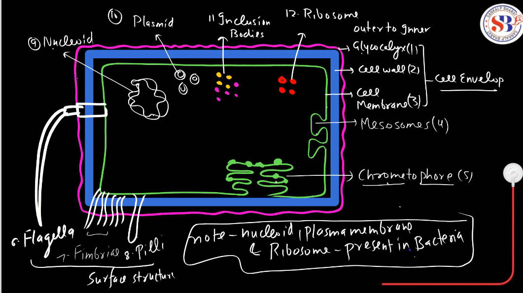 Prokaryotic Cell: Diagram, Definition and Examples_6.1