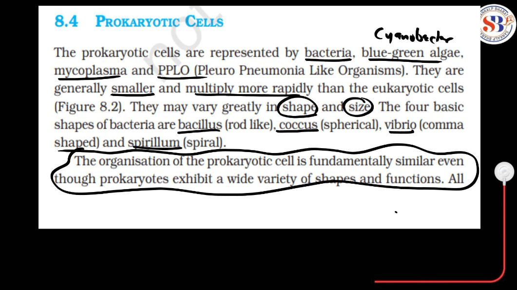 Prokaryotic Cell: Diagram, Definition and Examples_5.1