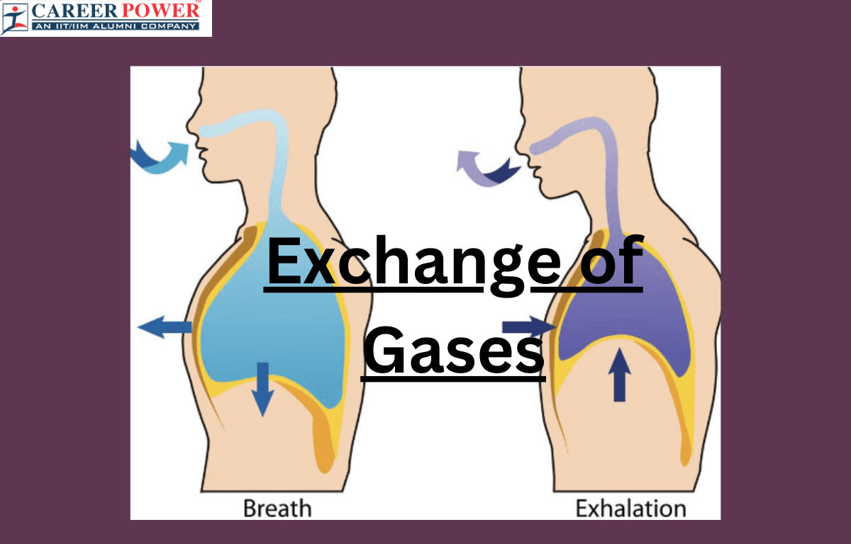 exchange of gases