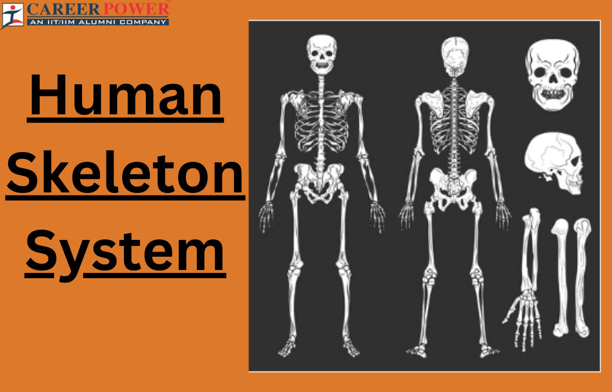 human skeleton system