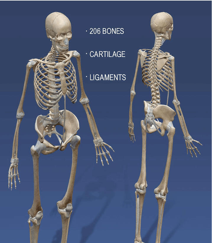 Human Skeletal System - Structure, Parts, Functions, Anatomy_4.1