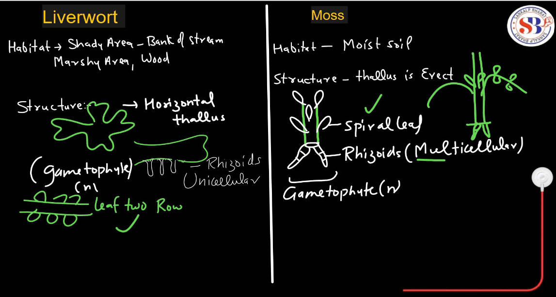 Bryophytes - Define, Characteristics, Classification, Examples_15.1