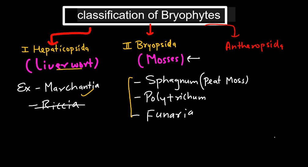 Bryophytes - Define, Characteristics, Classification, Examples_12.1