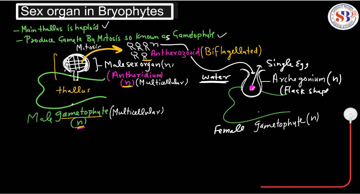 Bryophytes - Define, Characteristics, Classification, Examples_9.1