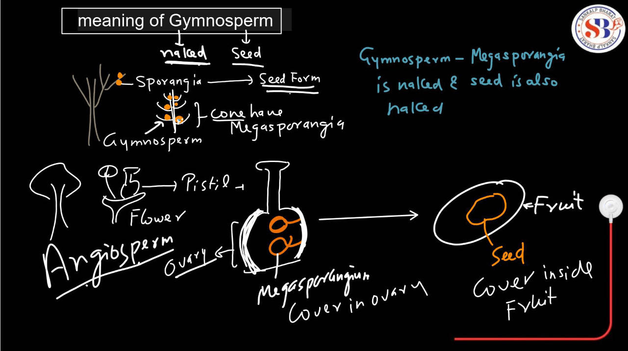 Gymnosperms vs Angiosperms - Difference and Comparison_4.1