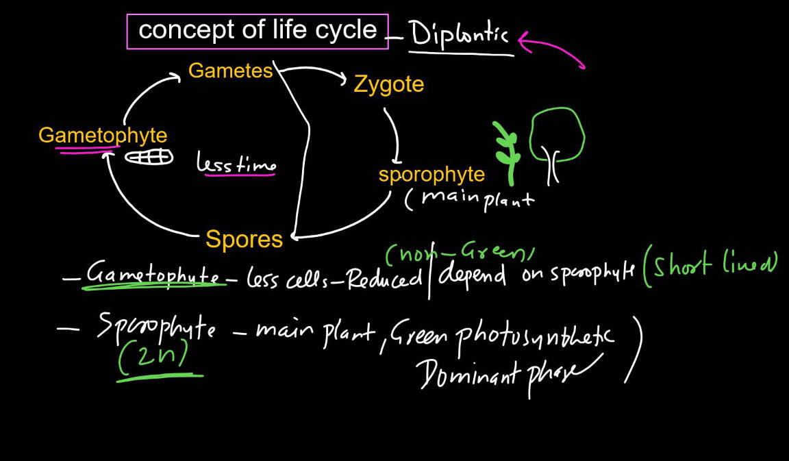 Plant Life Cycle - Type, Process, Part and Phases in Cycle_15.1