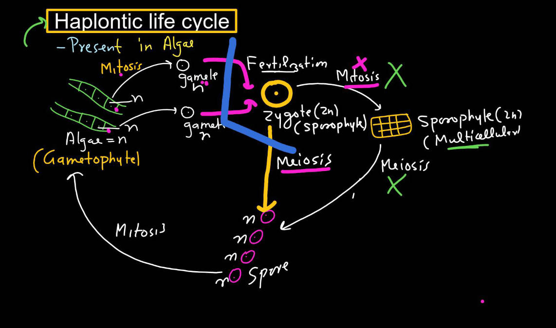 Plant Life Cycle - Type, Process, Part and Phases in Cycle_8.1