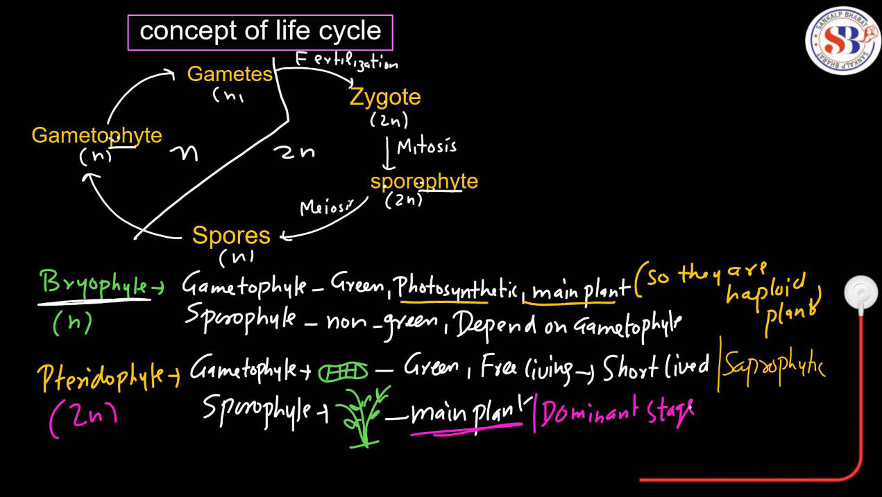 Plant Life Cycle - Type, Process, Part and Phases in Cycle_12.1