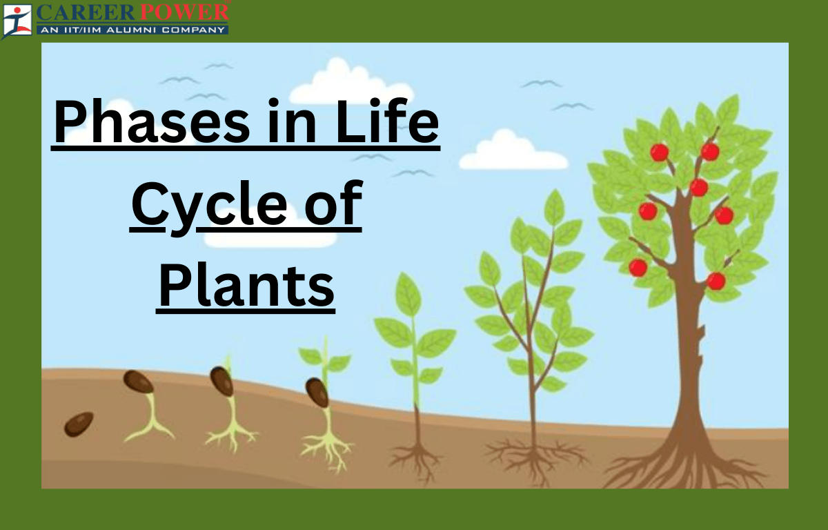 Phase in life cycle of plants