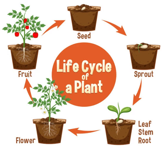 Plant Life Cycle - Type, Process, Part and Phases in Cycle_4.1