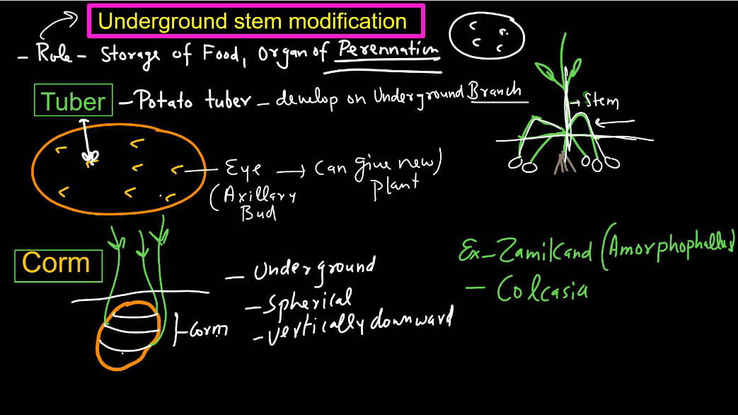 Plants Stems - Structure, Function of a Stem, Types, Modifications_12.1