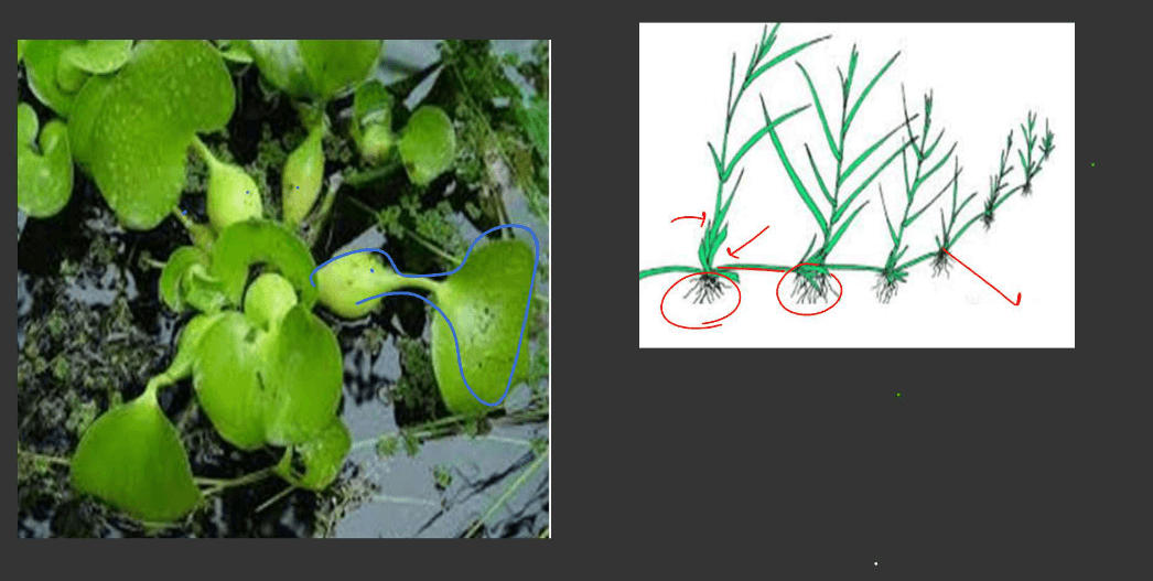 Plants Stems - Structure, Function of a Stem, Types, Modifications_11.1