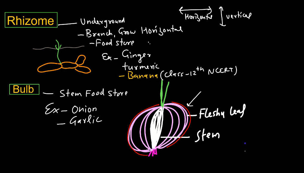 Plants Stems - Structure, Function of a Stem, Types, Modifications_13.1