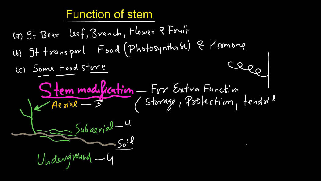 Plants Stems - Structure, Function of a Stem, Types, Modifications_14.1